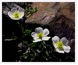 Ranunculus alpestris * Alpine Buttercup - Gavarnie Pyrenees- July 1986 * 4544 x 3750 * (3.86MB)